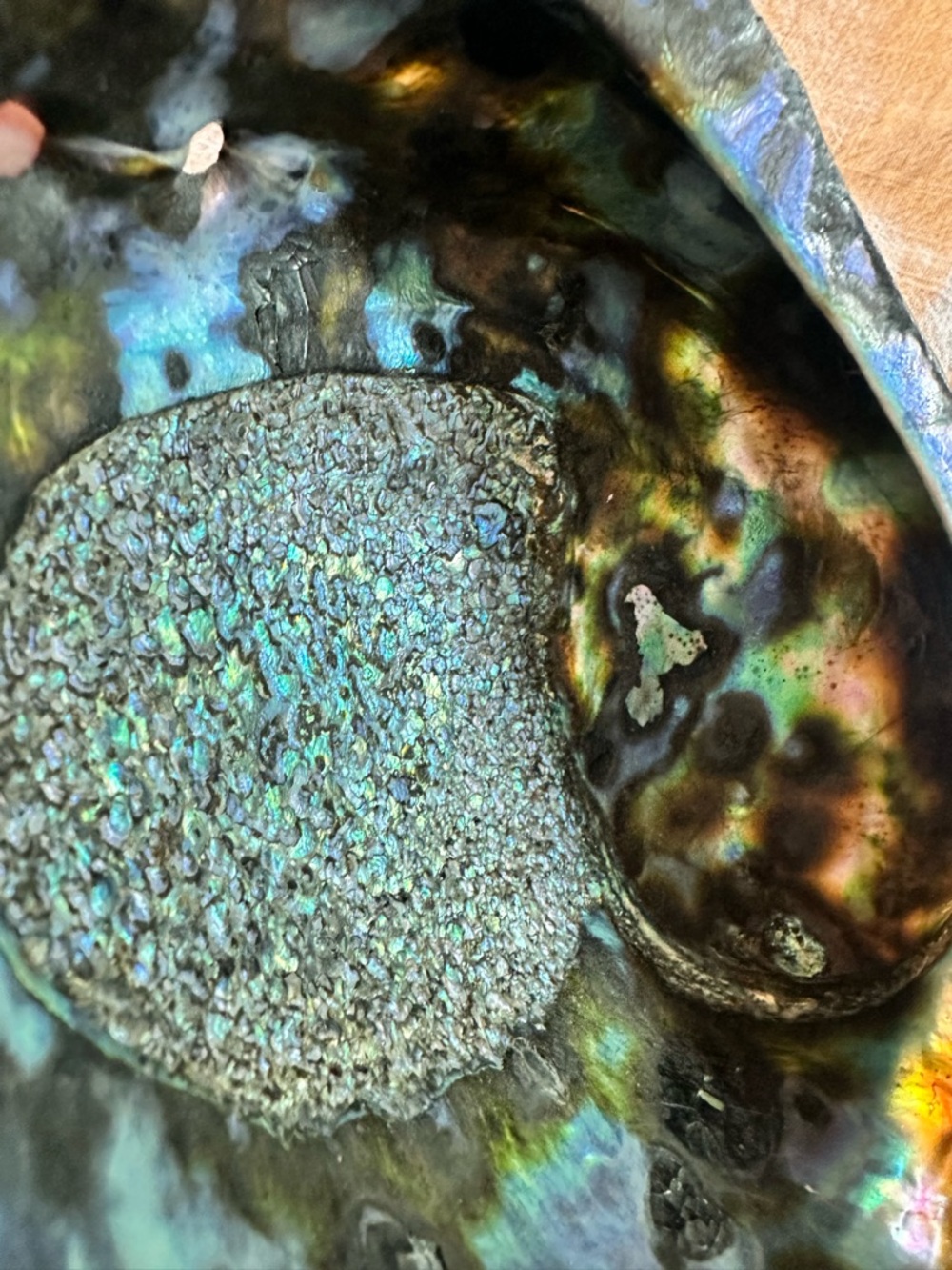 Abalone Shell 7” x 5.5” wide 2.5@ tall sitting flat unpolished exterior coastal - Picture 8 of 8